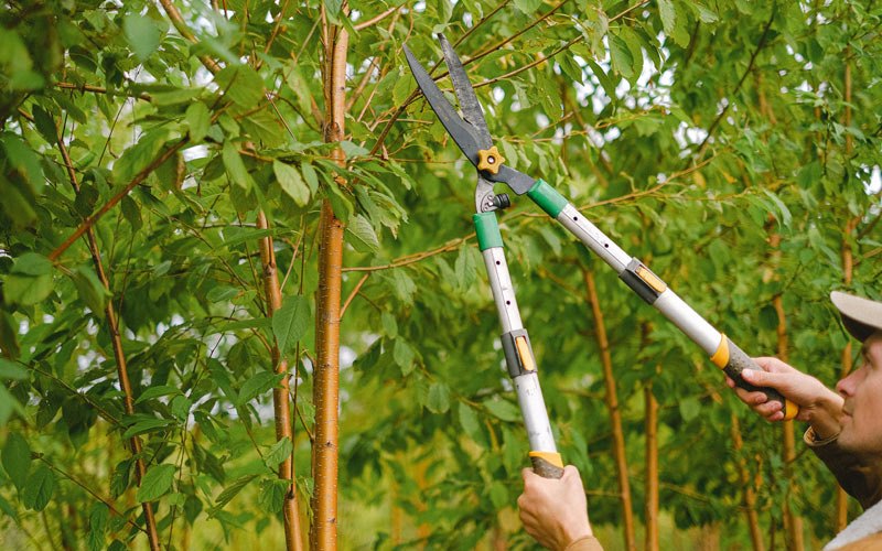 Tree trimming in Scottsburg, OR