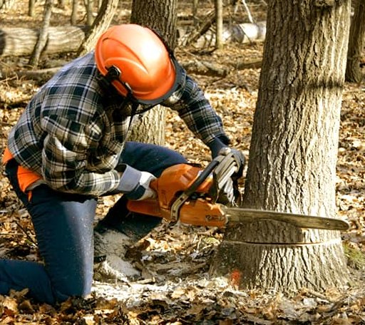 Tree Removal in Scottsburg, OR